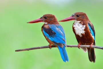 pair of large red beaks bird courting in mating season in Thailand, white-throated kingfisher