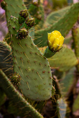 Cactus Flower in Bloom