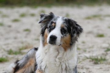 Chien de race Berger australien