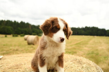 Chiot de race berger australien dans la nature