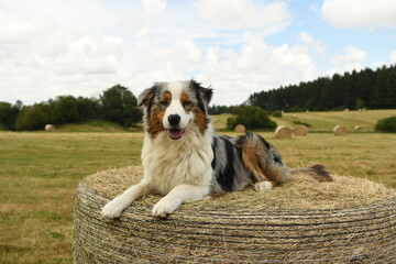 Chiot de race berger australien dans la nature