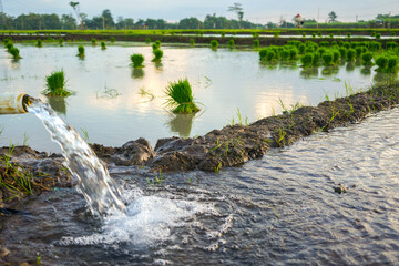 Irrigation of rice fields using pump wells with technique of pumping water from the ground to flow into the rice fields. Outdoor river plant. Bundle of tied rice seeds. Seedling young rice ploughing.
