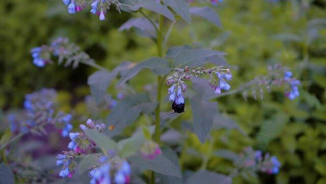 A cool big bumblebee collects pollen from plants and then flies away. Shooting in slow motion