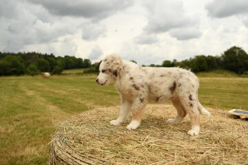 Fototapeta premium Petit chiot de race berger australien 