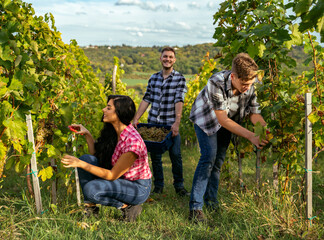 Hardworking young people picking grapes on field , hand picked grape 