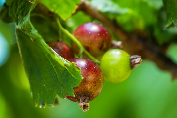 Green berries of currant on a green background on a summer day macro photography.