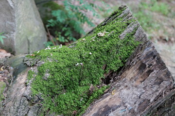 나무, 네이처, 이끼, green, 내추럴