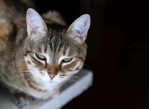 Brown tabby cat staring at the camera. Photo with copy space