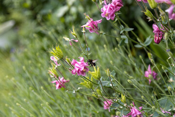 A blue wood bee, Xylocopa violacea, searches for pollen on a pink flower.