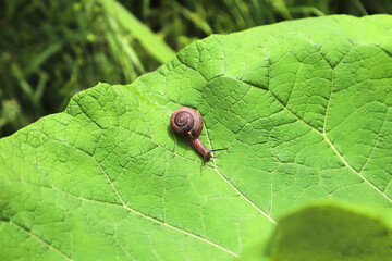 The cute little snail crawling along the big green leaf. Photo from above