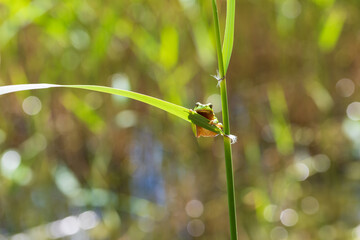 Hyla arborea - Green tree frog on a stalk. The background is green. The photo has a nice bokeh....