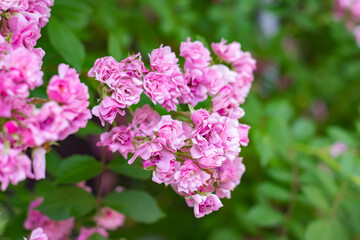 Fototapeta premium Delicate peach roses in a full bloom in the garden. Close-up photo. Dark green background.