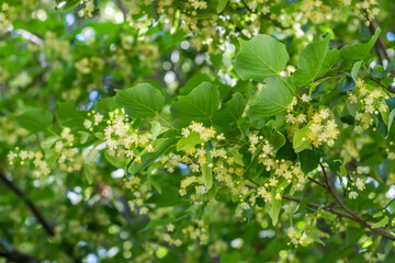 Obraz premium Linden tree flowers clusters tilia cordata, europea, small-leaved lime, littleleaf linden bloom.