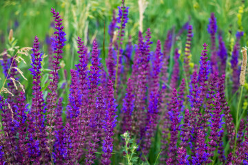Close up Salvia nemorosa herbal plant with violet flowers in a meadow