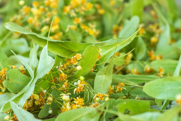 Linden herbal tea with dried herb nearby closeup, alternative medicine, macro shotting.