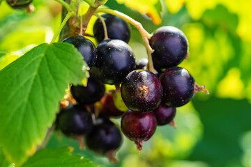 Bush of black currant with ripe bunches of berries and leaves on blurred natural green background.