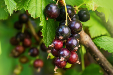 Bush of black currant with ripe bunches of berries and leaves on blurred natural green background.