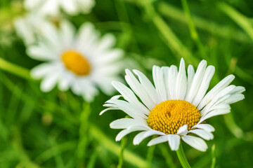 Obraz premium Flower of garden or medicinal chamomile Matricaria recutita . The concept of naturalness.