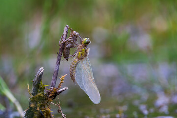 Dragonfly - Odonata with outstretched wings on a blade of grass. In the background is a beautiful bokeh created by an  lens.