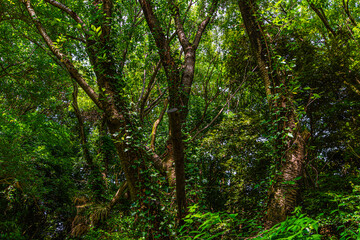 Fototapeta na wymiar 圧倒的な木の緑に埋め尽くされる神秘的な光景