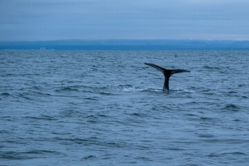 A humpback whale and minke whale showing its tail and splashing off during a boat whale tour...