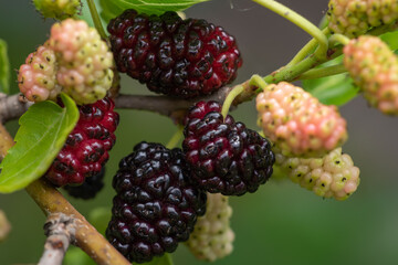 The fruit of black mulberry - mulberry tree.