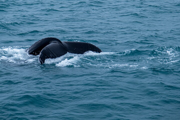 A humpback whale and minke whale showing its tail and splashing off during a boat whale tour excursion