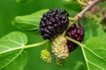 The fruit of black mulberry - mulberry tree.