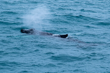 Fototapeta premium A humpback whale and minke whale showing its tail and splashing off during a boat whale tour excursion