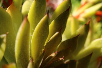 Sempervivum GELBER STERN Rojnik Gelber Stern