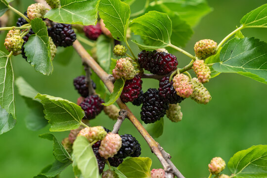 The fruit of black mulberry - mulberry tree.