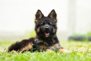 dog shepherd puppy in green grass
