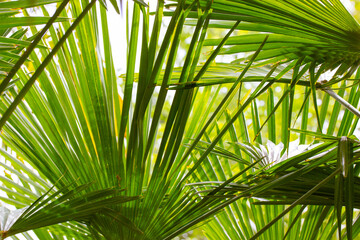 Obraz na płótnie Canvas Green palm leaves background and texture. Jungle, rainforest, botanical garden concept. Natural green abstract background of tropical exotic palm trees foliage in sunshine. Summertime nature pattern.