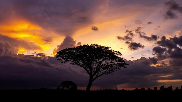 Silhouette of Tree in savanna fields,with dark clouds Sunset On The Background in Masai Mara, Kenya,South Africa. 4K- timelapse.