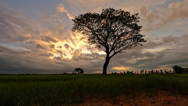 Silhouette of Tree in rice fields,with dark clouds Sunset on The Background in Thailand ,South East Asia. 4K- timelapse.