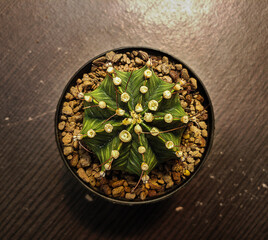 Obraz na płótnie Canvas Cactus Gymnocalicium hybrid