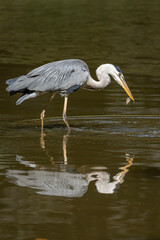 Naklejka premium Paris, France - 07 02 2022: A gray heron fishing in the lake of Park des Buttes-Chaumont