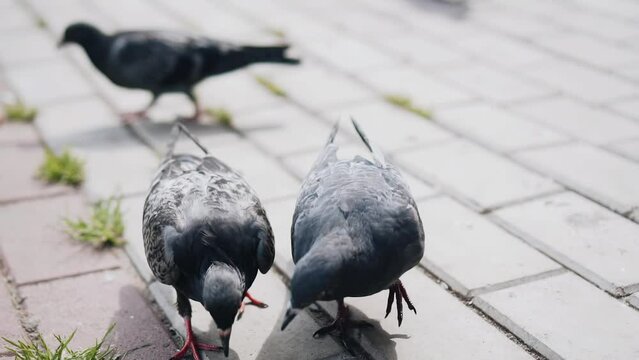 Several pigeons share the bread that people threw to them. Shooting birds in the city close-up