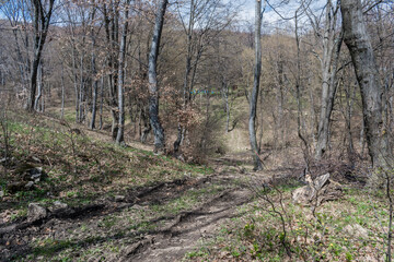 Fototapeta premium Spring walk in the forest during a sunny day.
