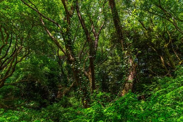 Fototapeta na wymiar 深い緑が印象的な木々が覆う自然の森