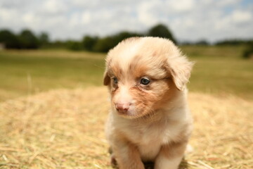 chiot de race berger australien 