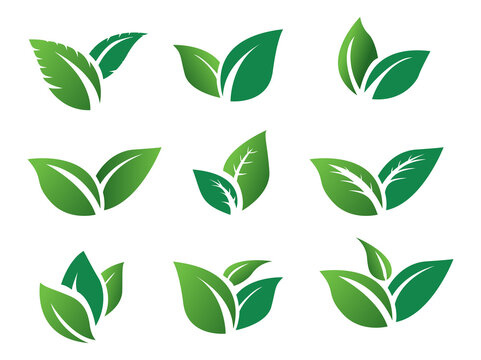 stock vector set green leaf icon eco. green leaves 

plant nature garden. icon botanical collection

