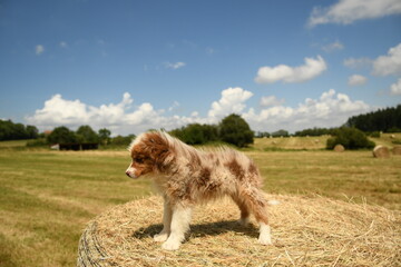 Un petit chiot de race berger australien 