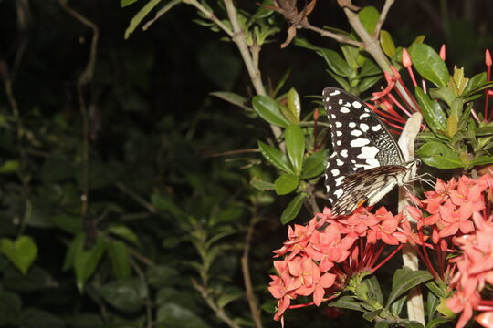Swallowtail butterfly On Red flower