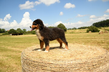 Un petit chiot de race berger australien 