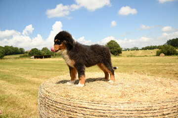 Chiot de race berger australien dans un élevage 