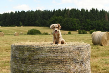 Chiot de race berger australien dans un champ