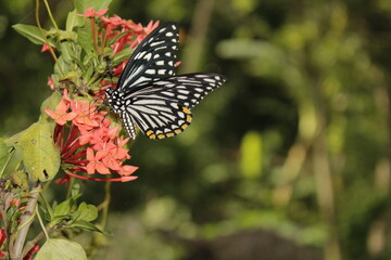 Swallowtail butterfly On Red flower