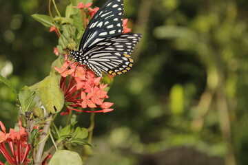 Naklejka na ściany i meble Swallowtail butterfly On Red flower