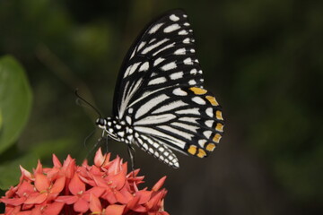 Swallowtail butterfly On Red flower